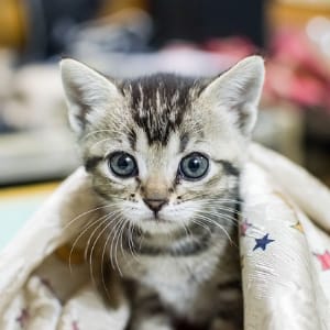 Jak wyleczyc koci katar domowym sposobem?