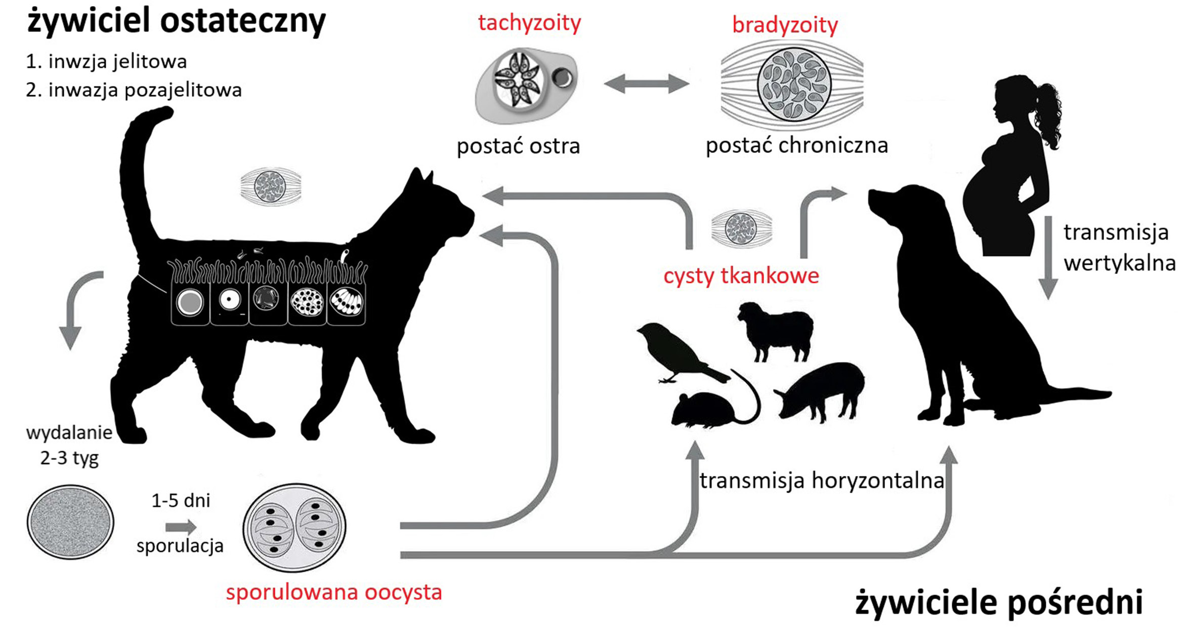 Jakie zwierzęta przenoszą toksoplazmozę?