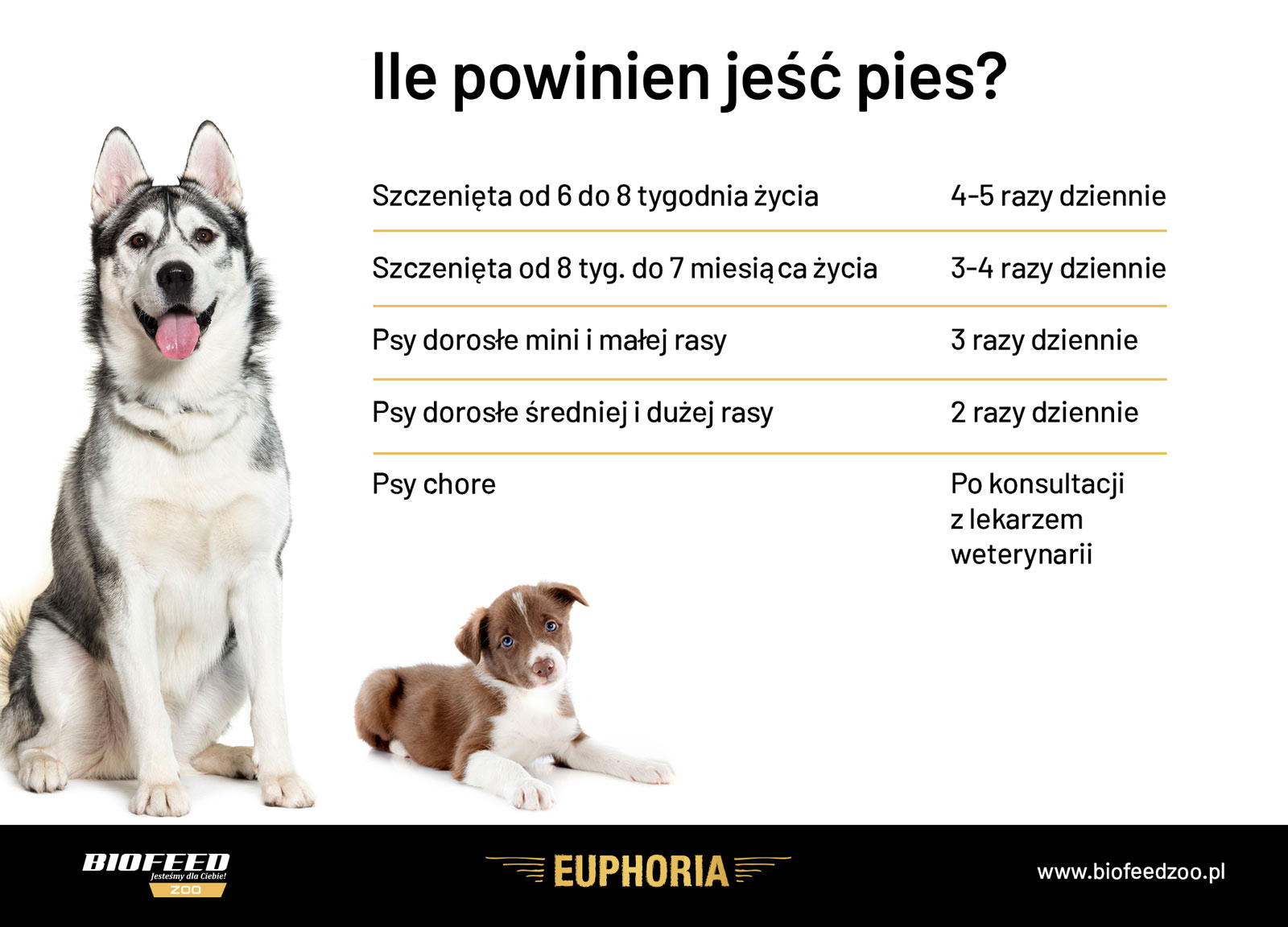 Co ile godzin powinien jeść pies?