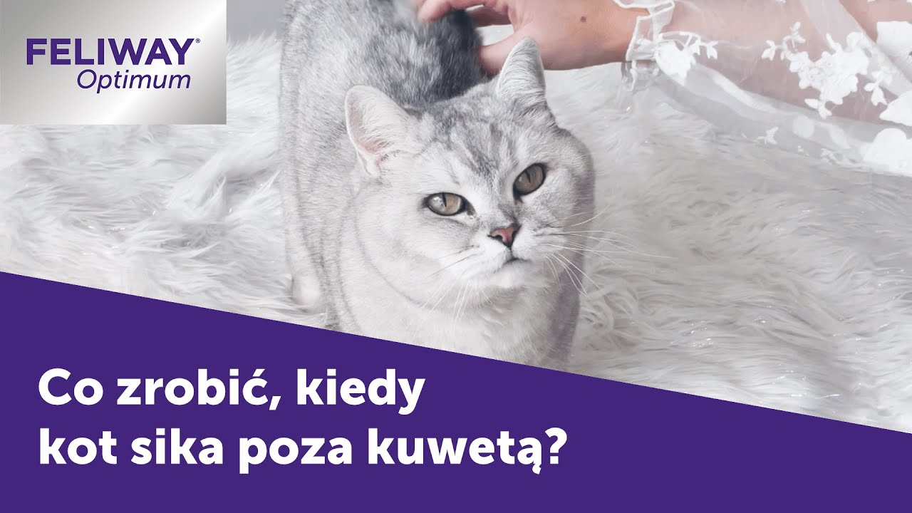Co zrobić jesli kot sika poza kuwetą?