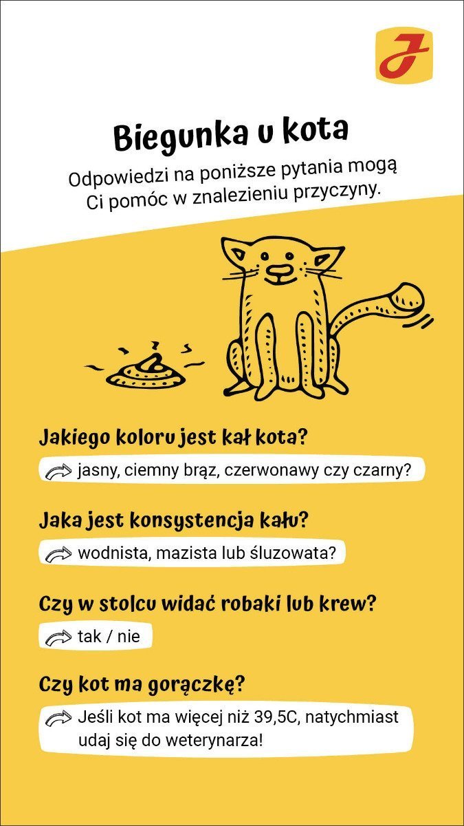 Czy biegunka u kota jest grozna?