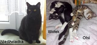 Czy kot może zdziczeć?