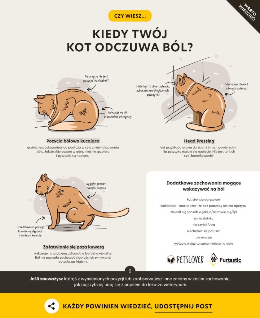Czy kot zje wszystko?