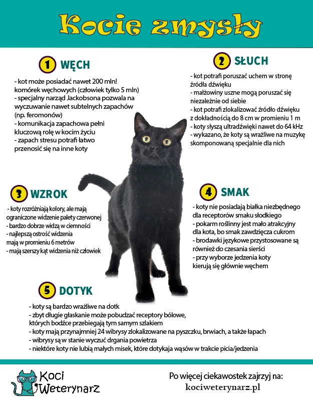 Czy koty rozróżniają smaki?