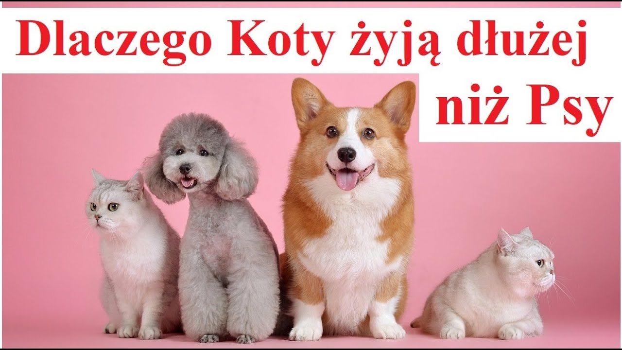Czy koty żyją dłużej niż psy?