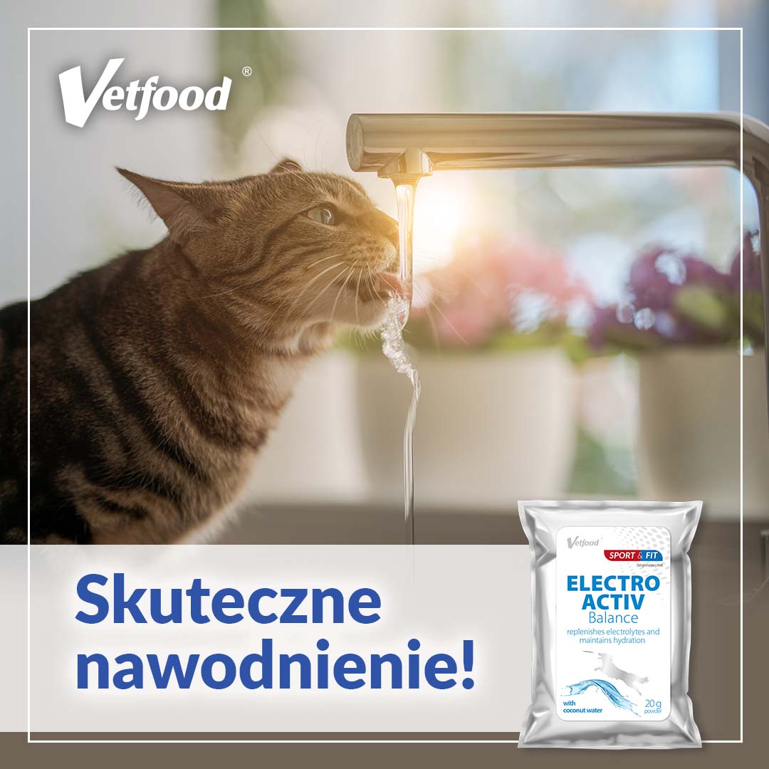 Czy można podawać kotu elektrolity?