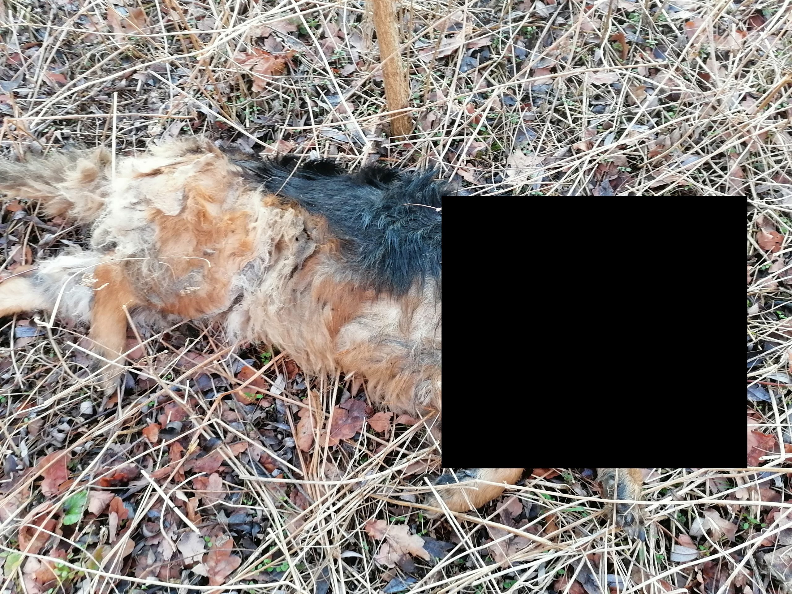 Czy można zakopać martwego kota?