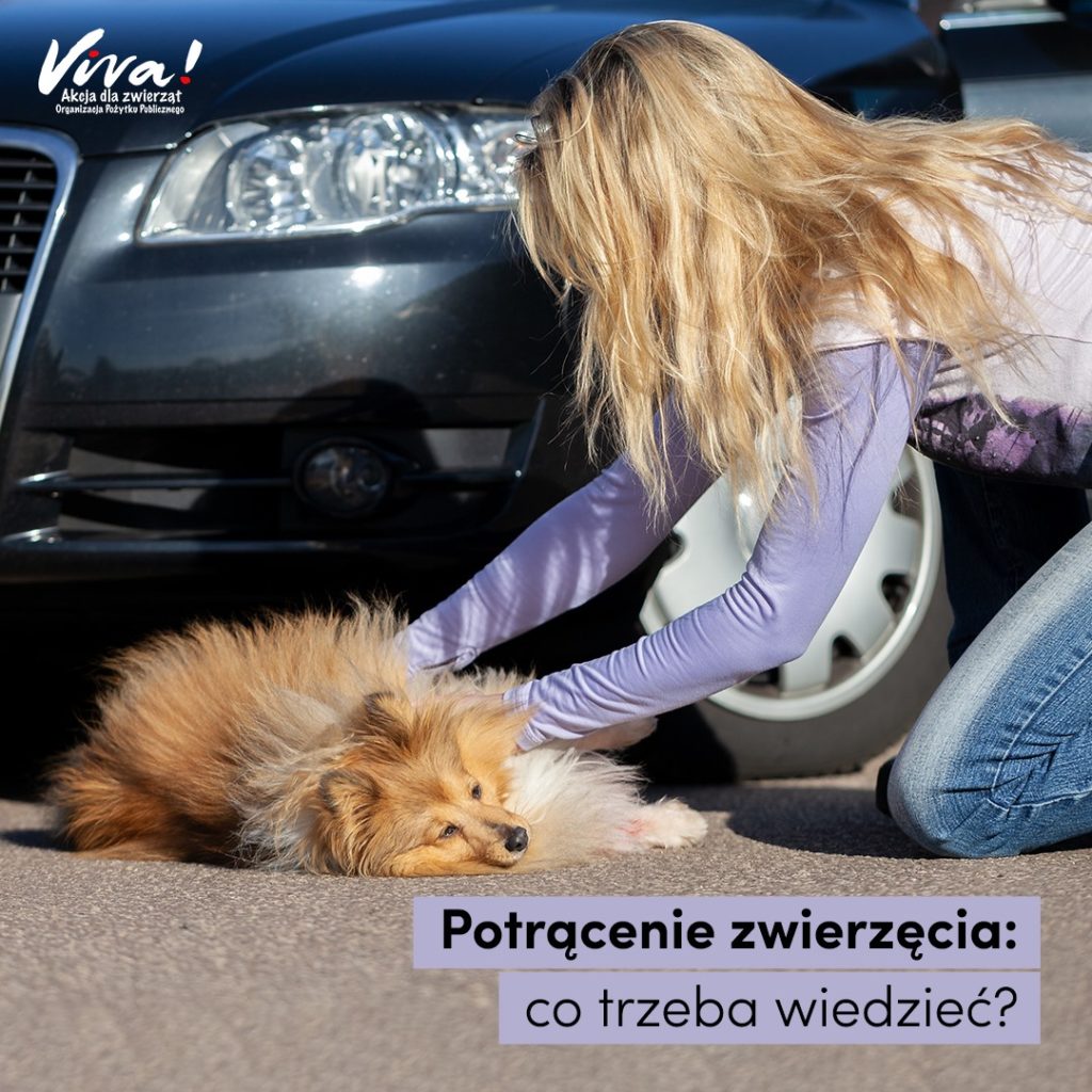Czy potrącenie zwierzęcia to grzech?