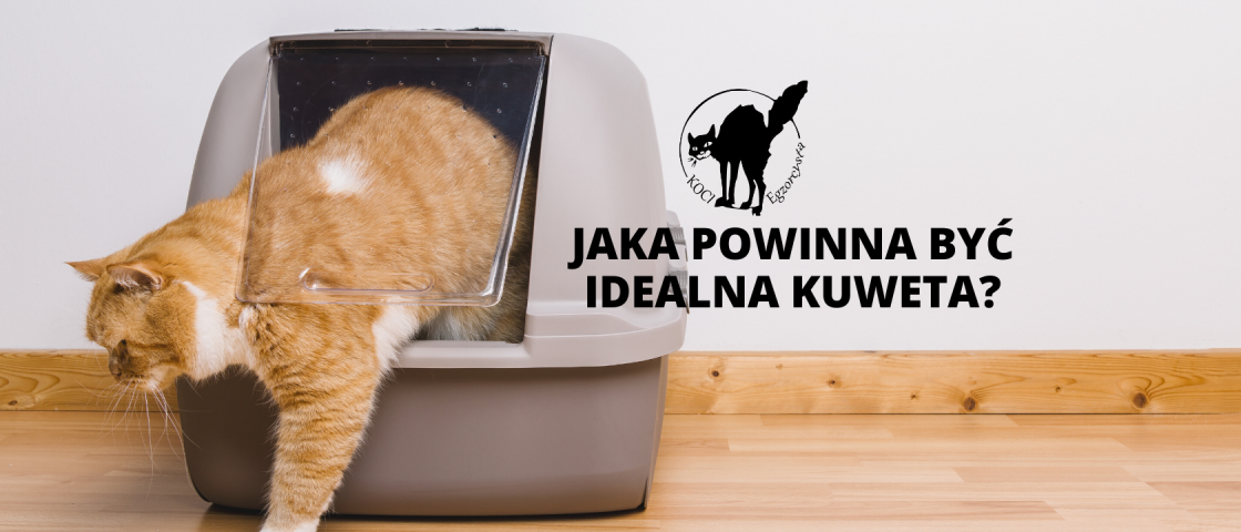 Dlaczego kot powinien mieć dwie kuwety?