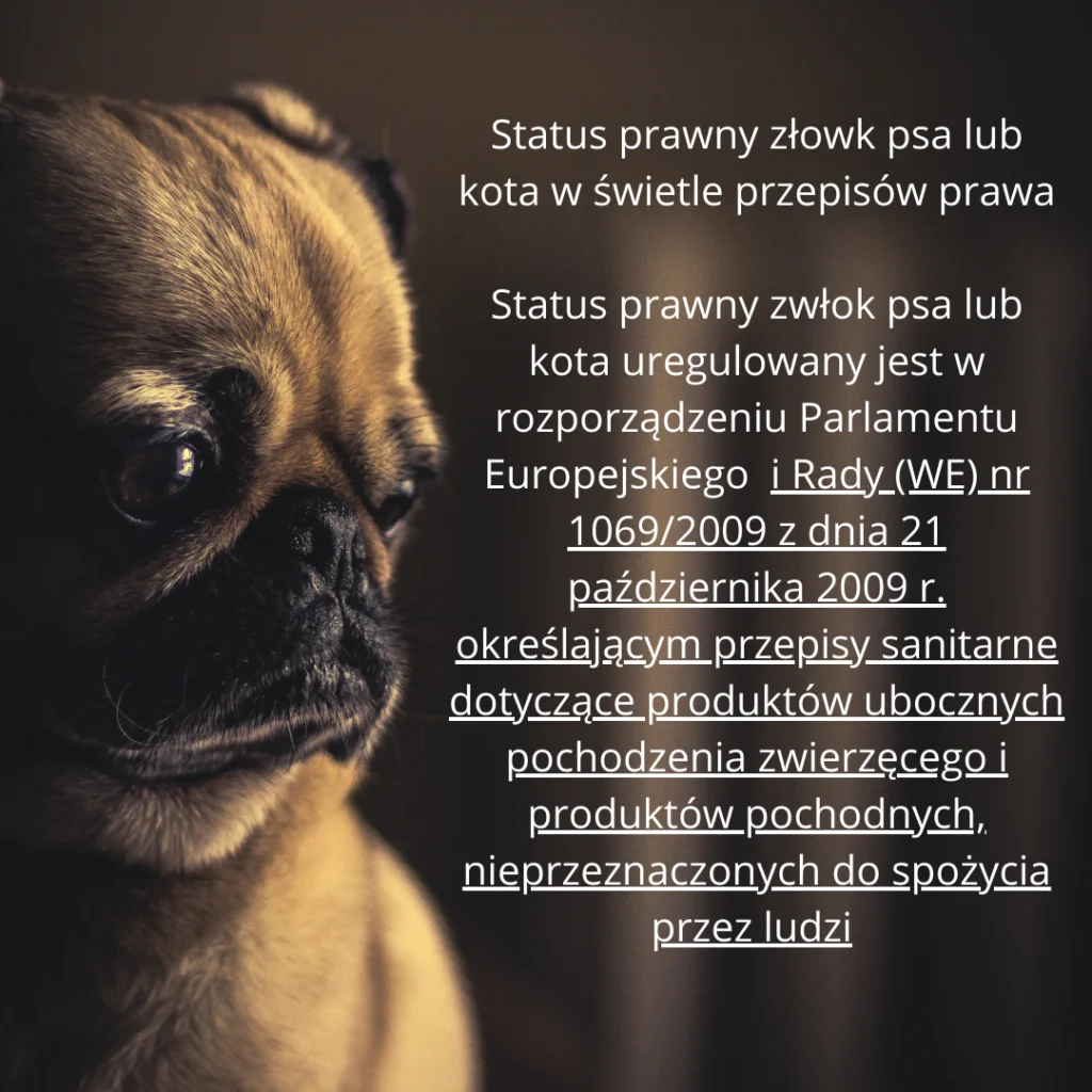 Jak długo po śmierci kota należy go pochować?