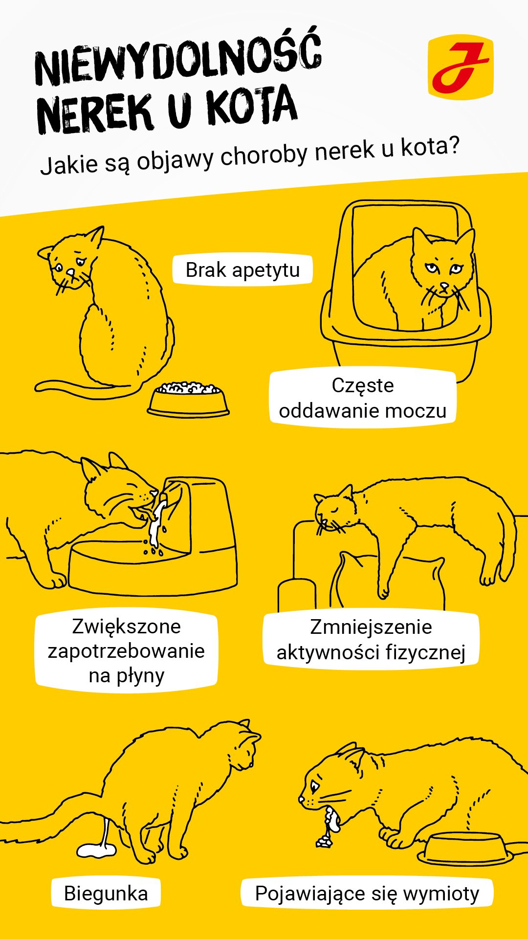 Jak kot choruje na nerki?