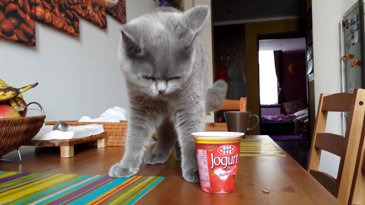 Jak kot reaguje na jogurt?