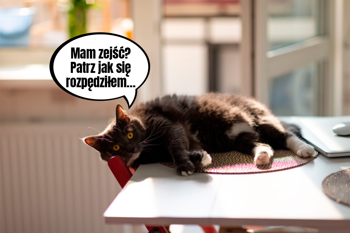 Jak oduczyc kota ciaglego jedzenia?