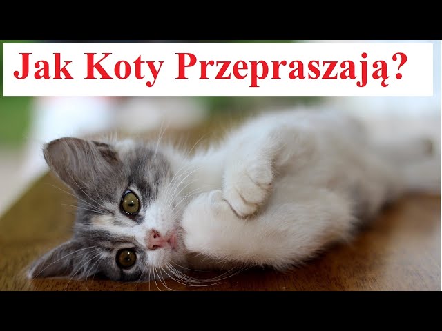 Jak przepraszają się koty?