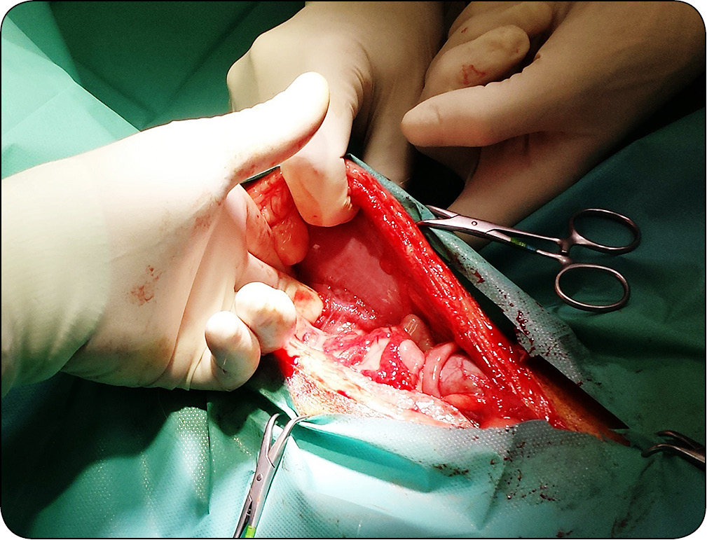 Jak się sika po kastracji?