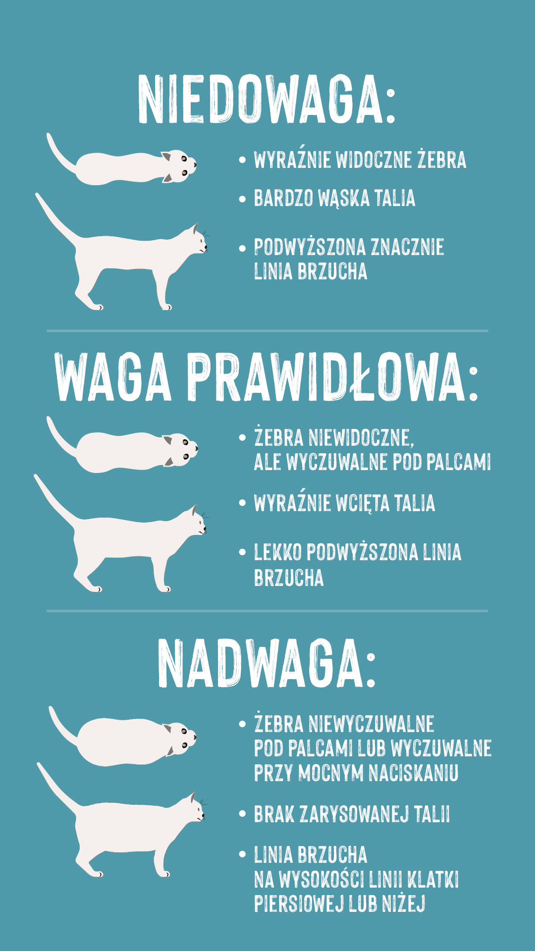Po czym poznać że kot jest gruby?