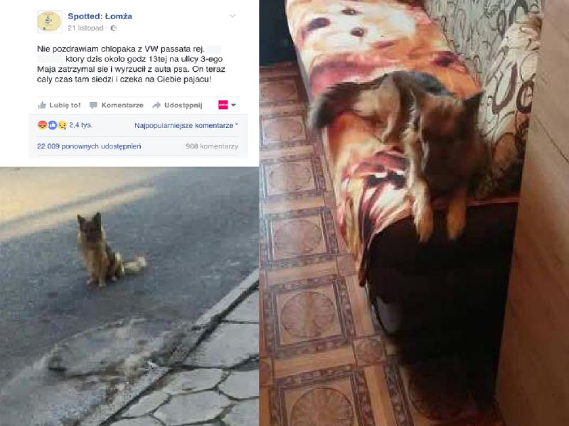 Co grozi za wyrzucenie psa z samochodu?