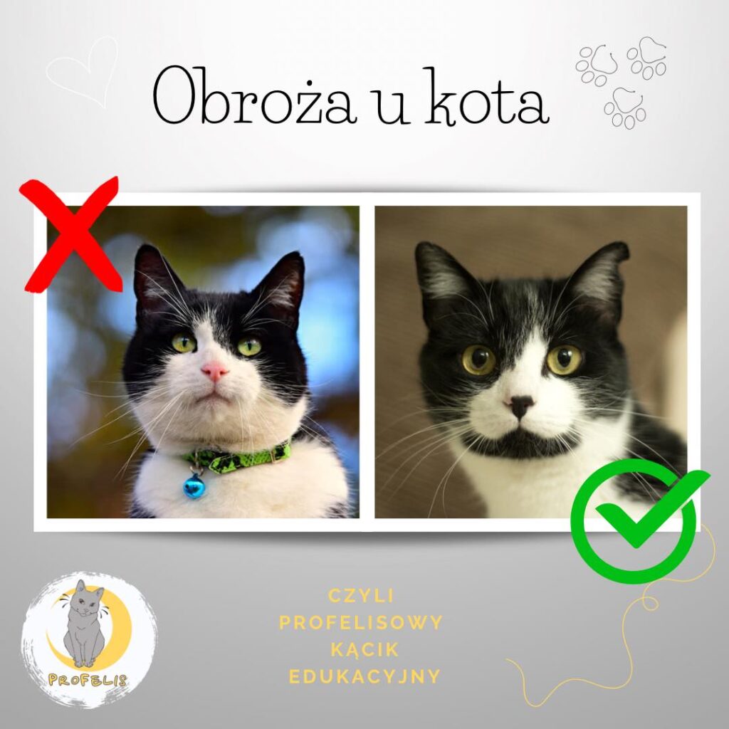 Czemu kot nie powinien nosic obrożę?