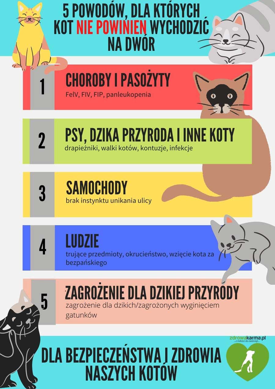 Czy koty domowe powinny wychodzić na dwór?