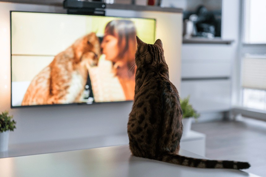 Czy koty lubią oglądać telewizję?