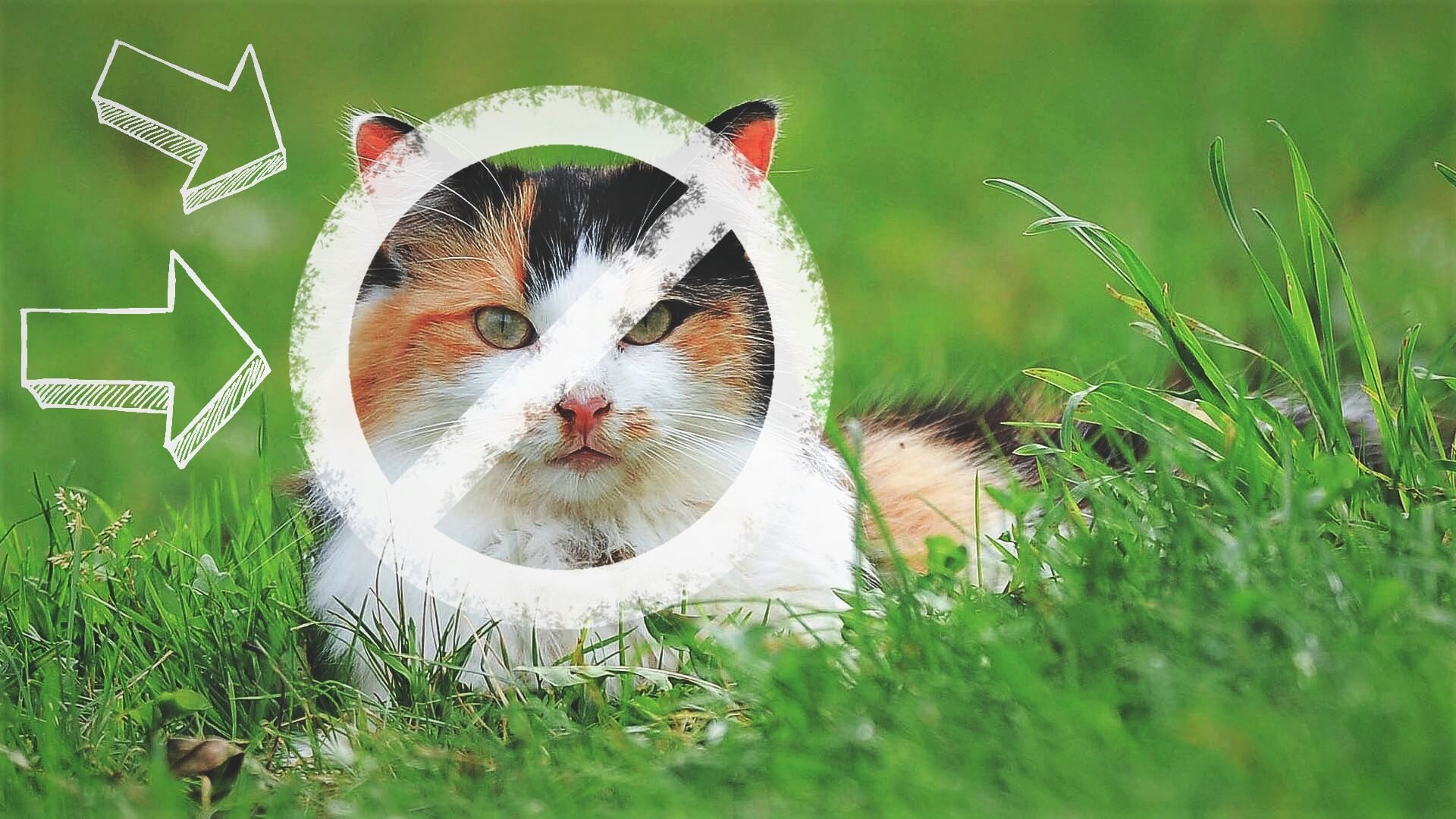 Czy można puszczac kota?