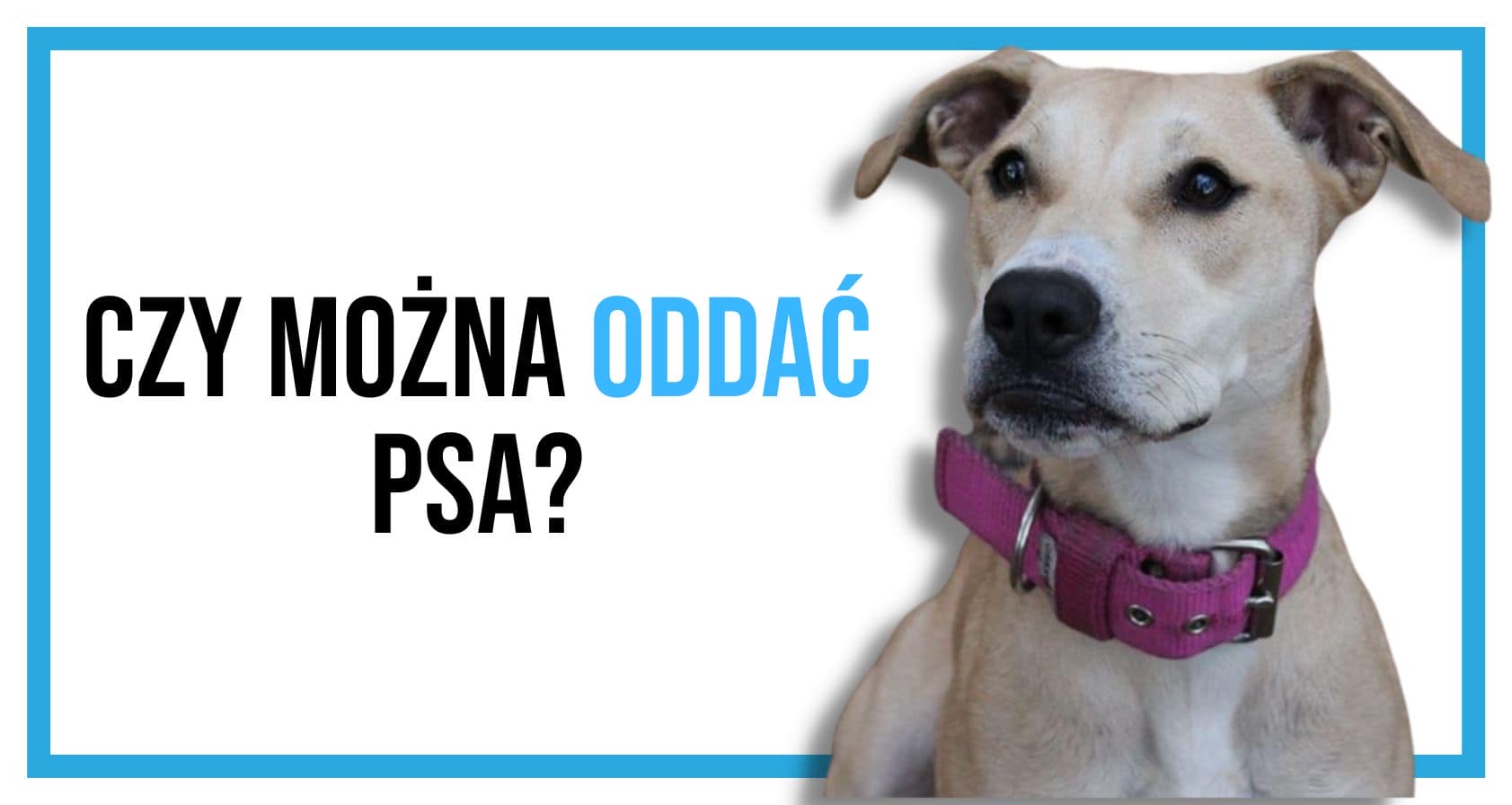 Czy warto oddac psa?