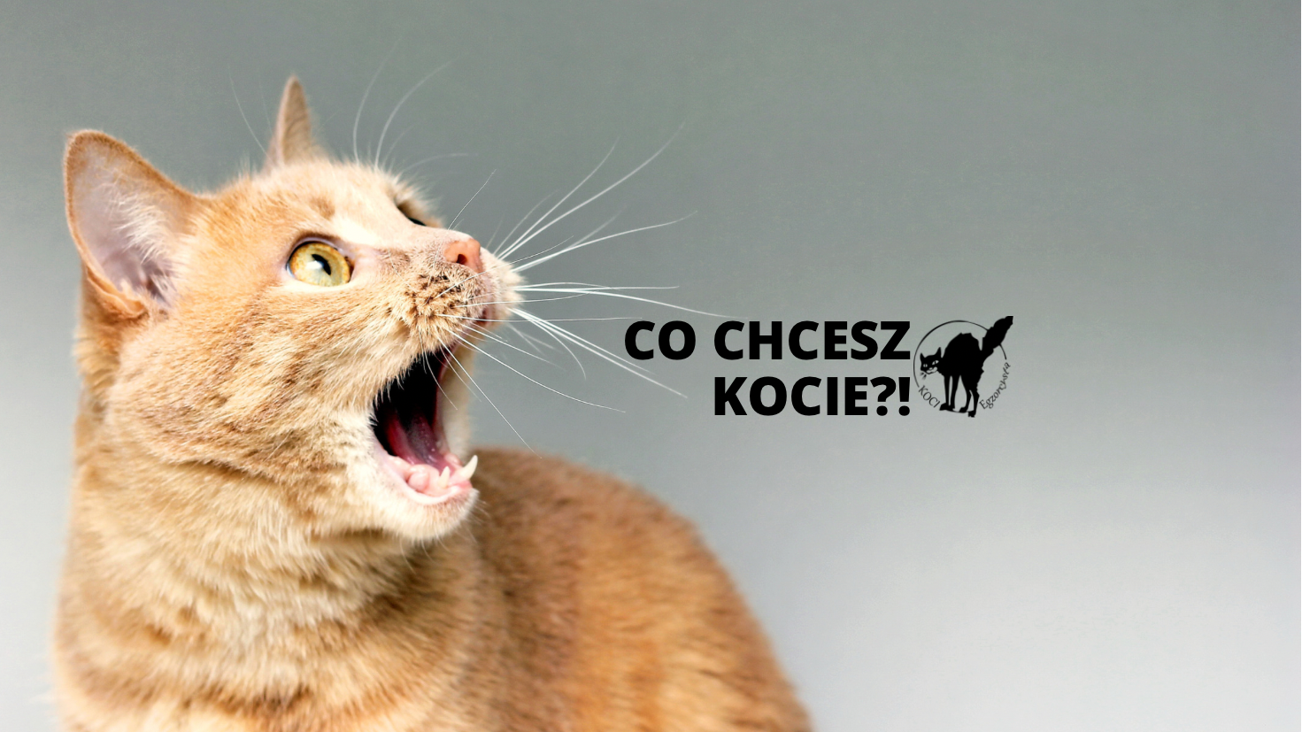 Dlaczego kot wieczorem szaleje?