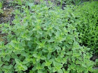 Jak jest oregano po grecku?