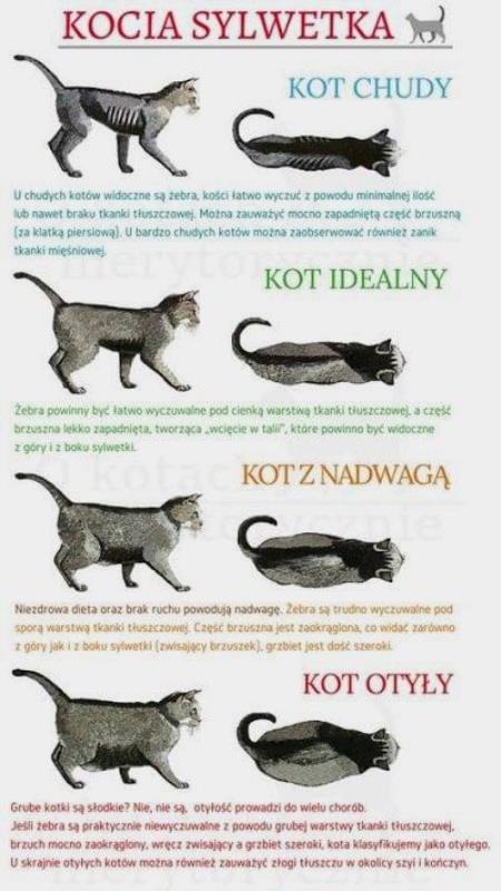 Jak powinien wyglądać zdrowy kot?
