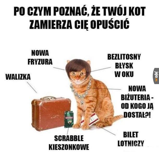 Jak poznac że kot chce się zalatwic?