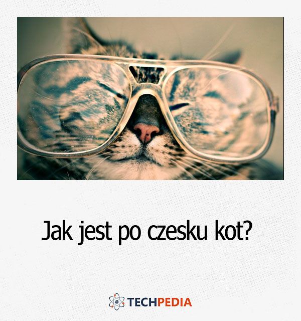 Jak się mówi kot po czesku?