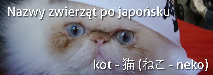 Jak się mówi po japońsku kot?