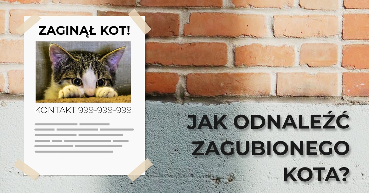 Jak szybko znaleźć zaginionego kota?