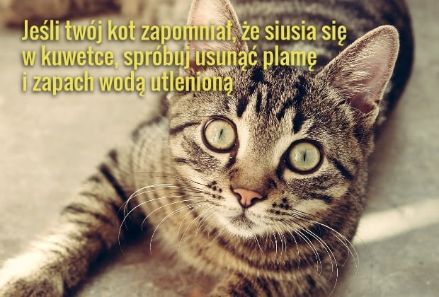 Jak usunąć koci mocz?