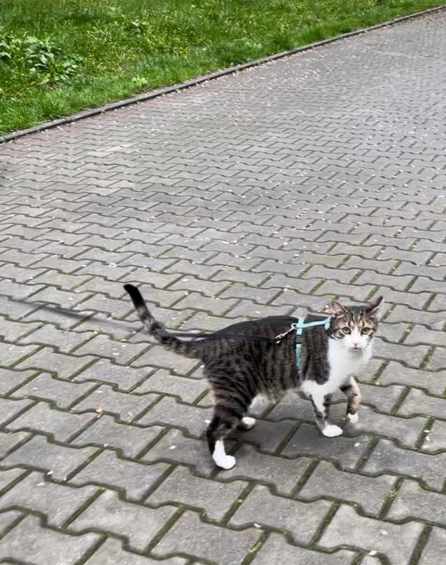 Jak wyrzucić kota z domu?