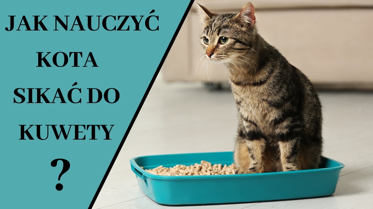 Jak zmusić kota do korzystania z kuwety?