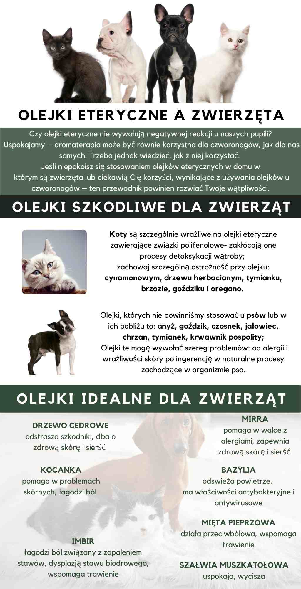 Jakie olejki eteryczne szkodzą kotu?
