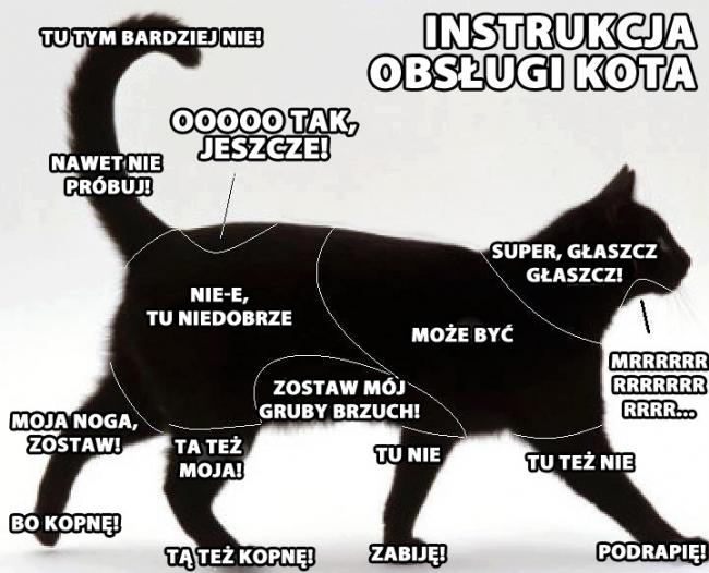 Kiedy kot nie robi kupy?