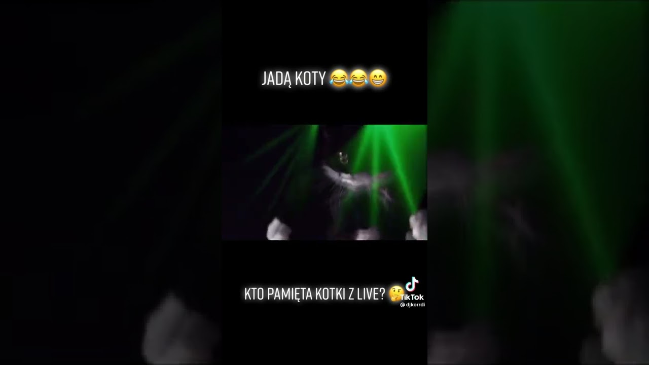 Kto jadą koty?