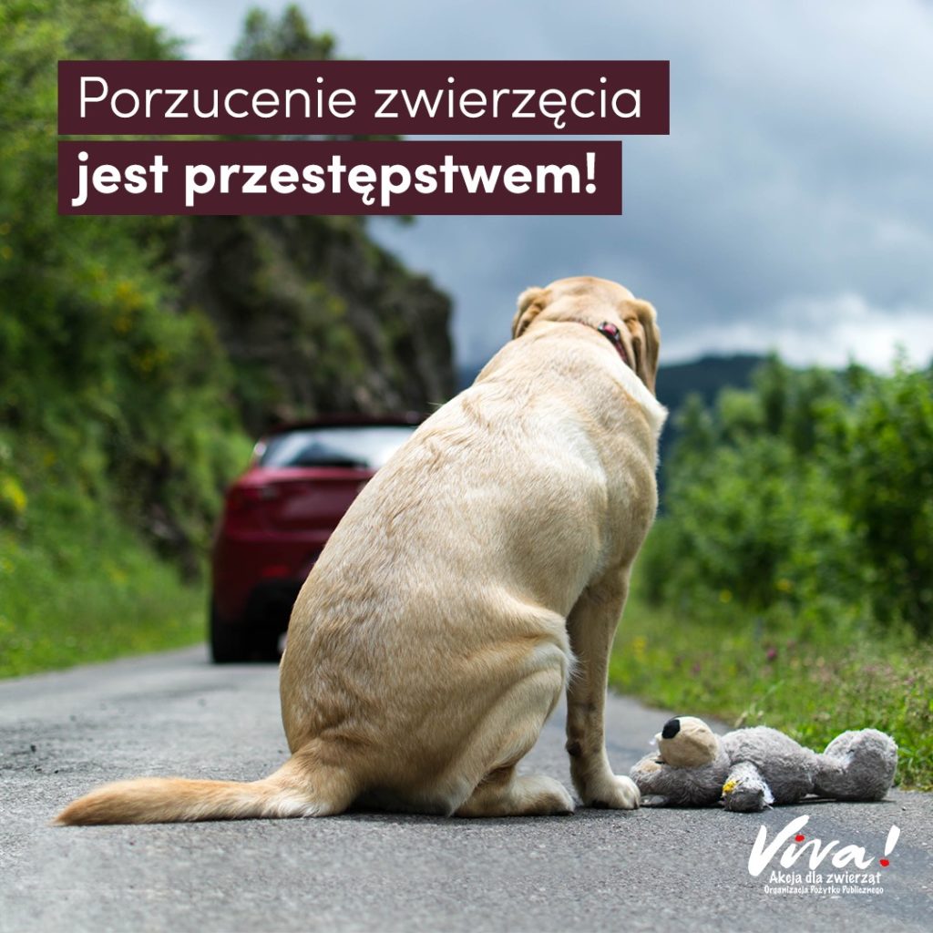 Kto porzuca zwierzę podlega karze pozbawienia wolności do 3 lat lub do 5 lat jeśli przestępstwo popełnione zostało ze szczególnym okrucieństwem?