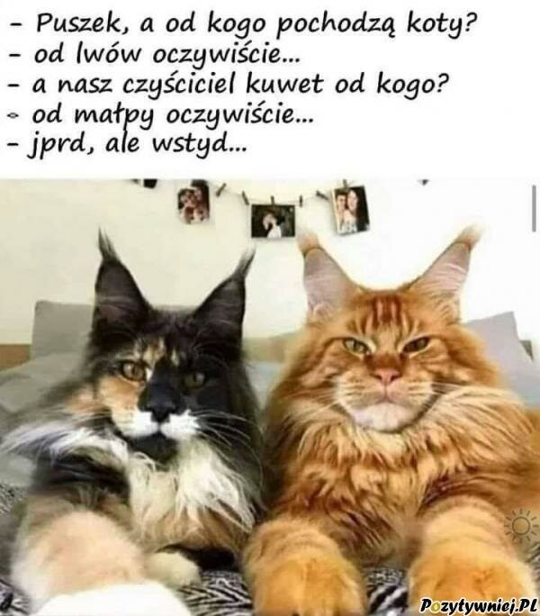 Od jakiego zwierzęcia pochodza koty?