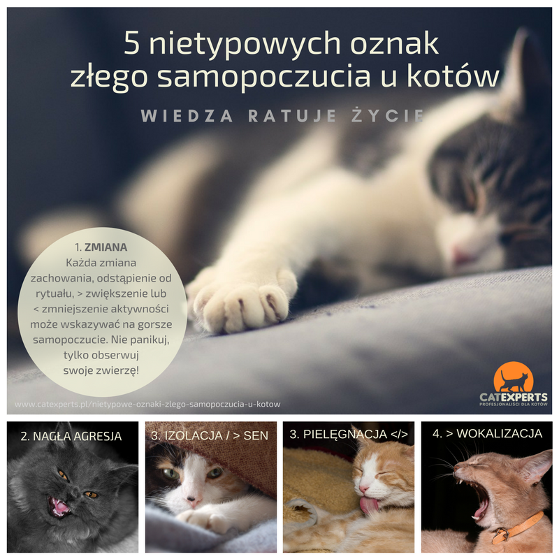 Co zrobić gdy kot się źle czuję?