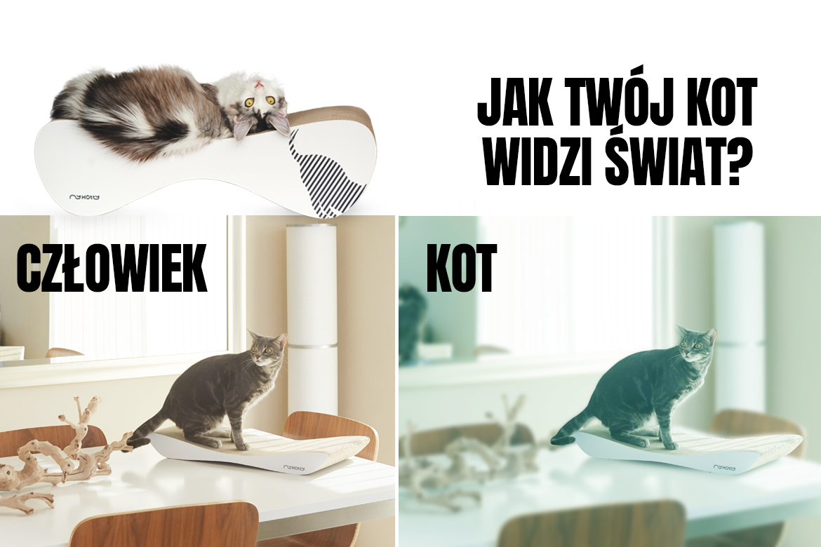 Jak widzi kot domowy?